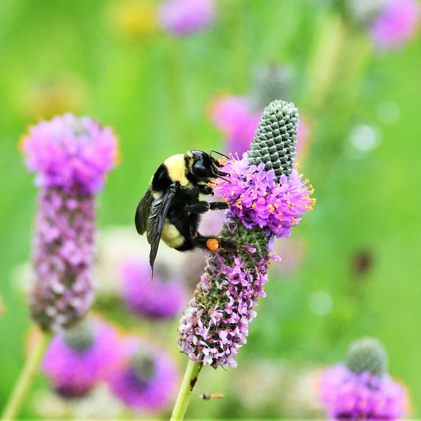 Clover Seeds - Purple Prairie
