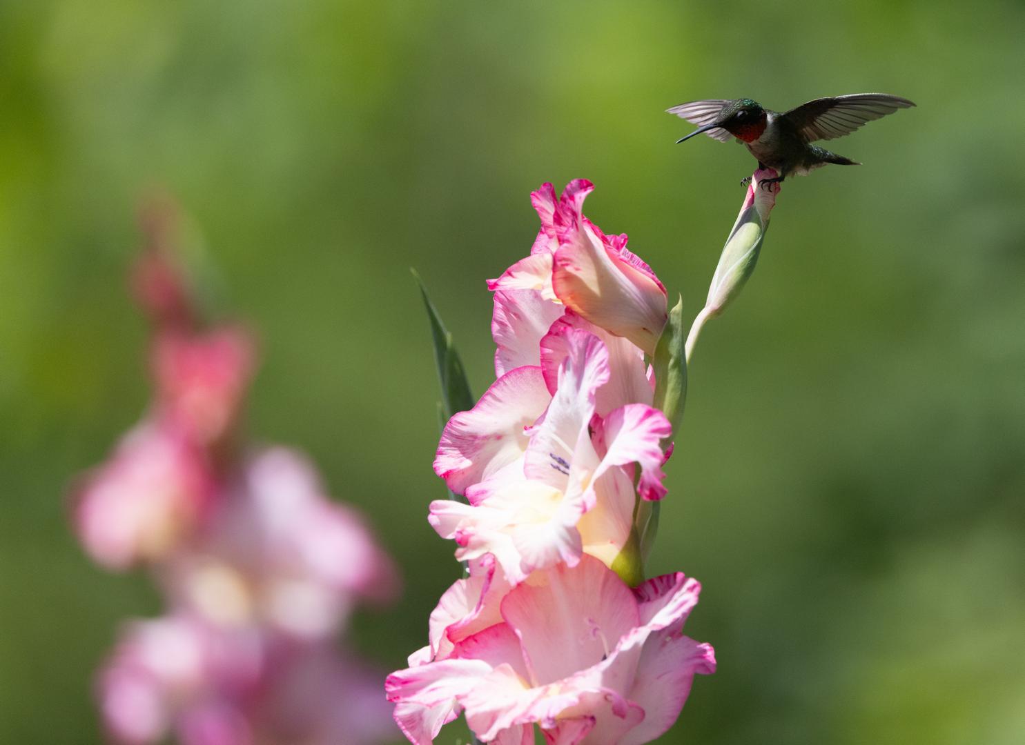 Gladiolus