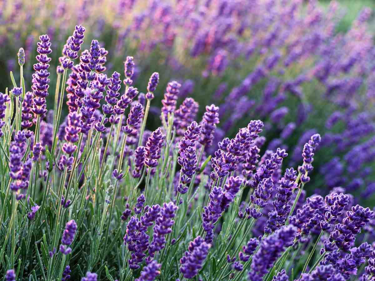 Lavender