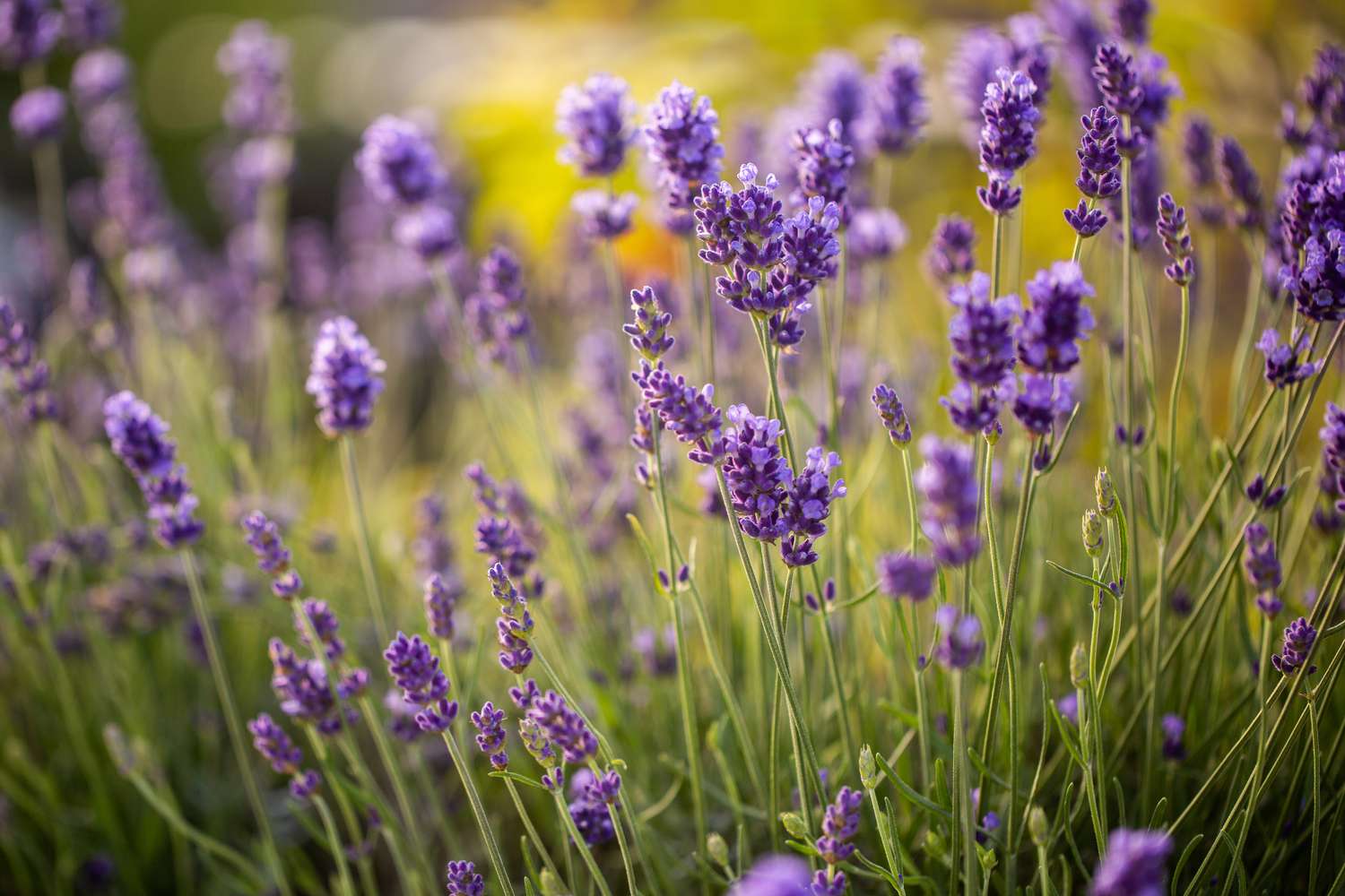 Common English Lavender