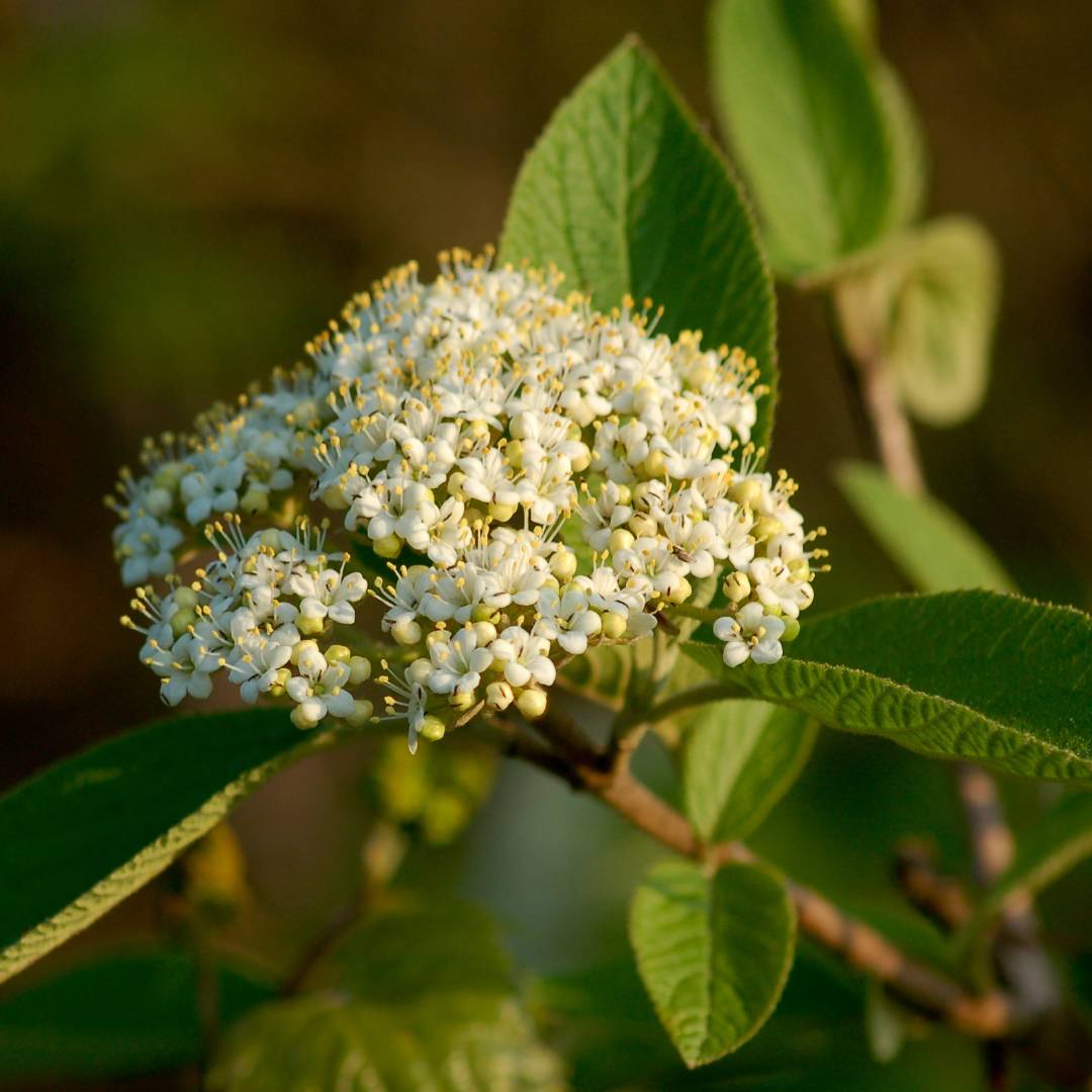 Blackhaw