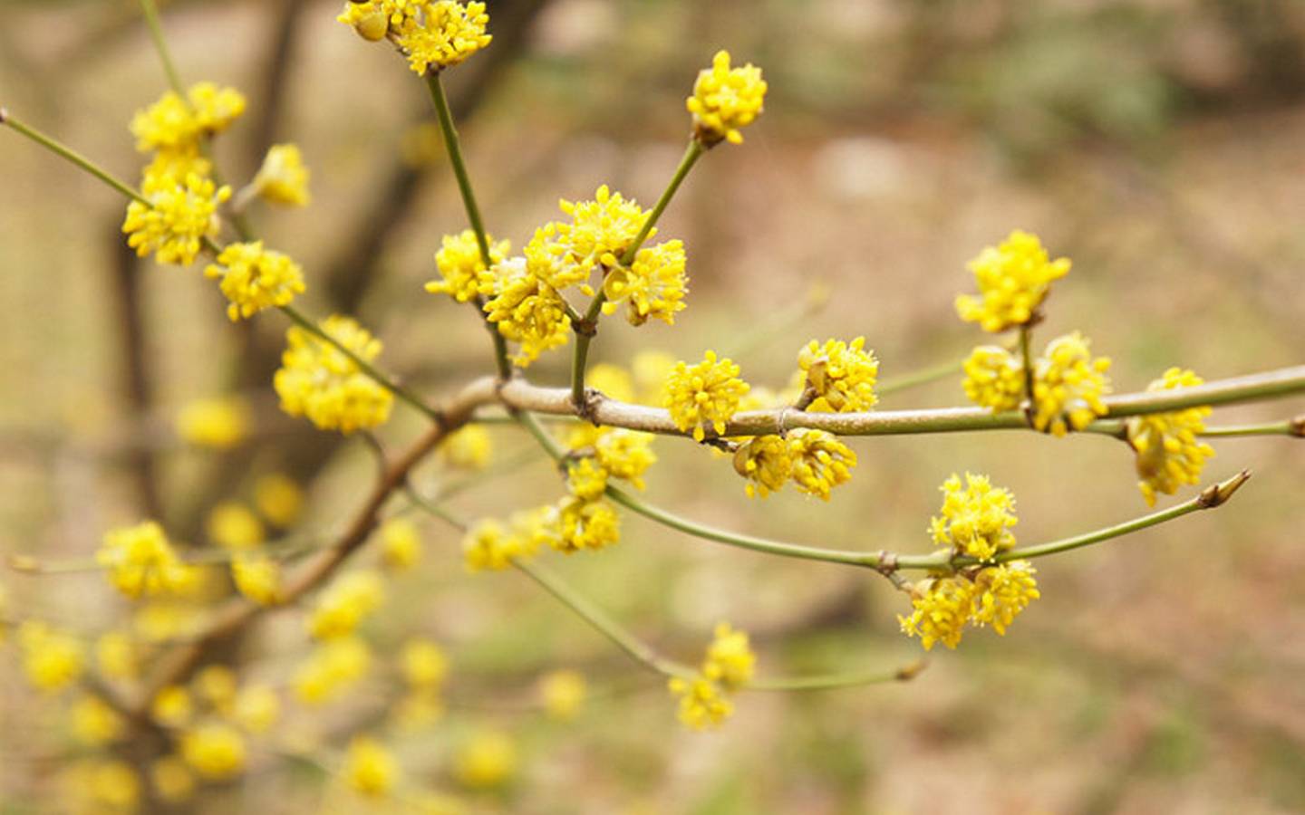 Spicebush