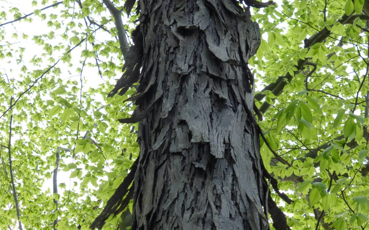 Shagbark Hickory Tree