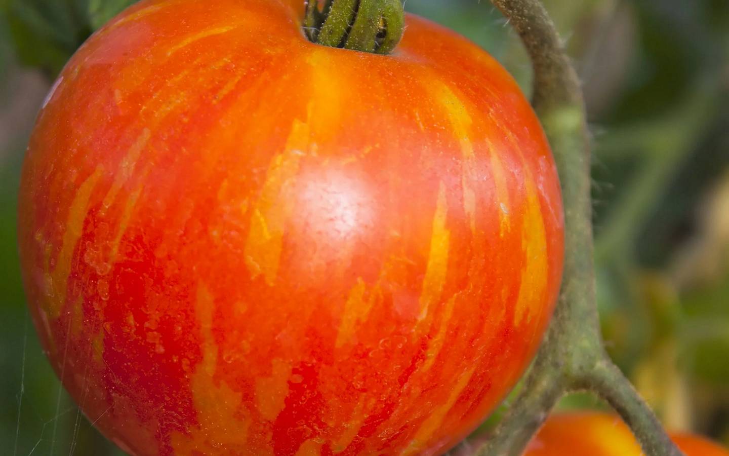 Mr. Stripey Tomato