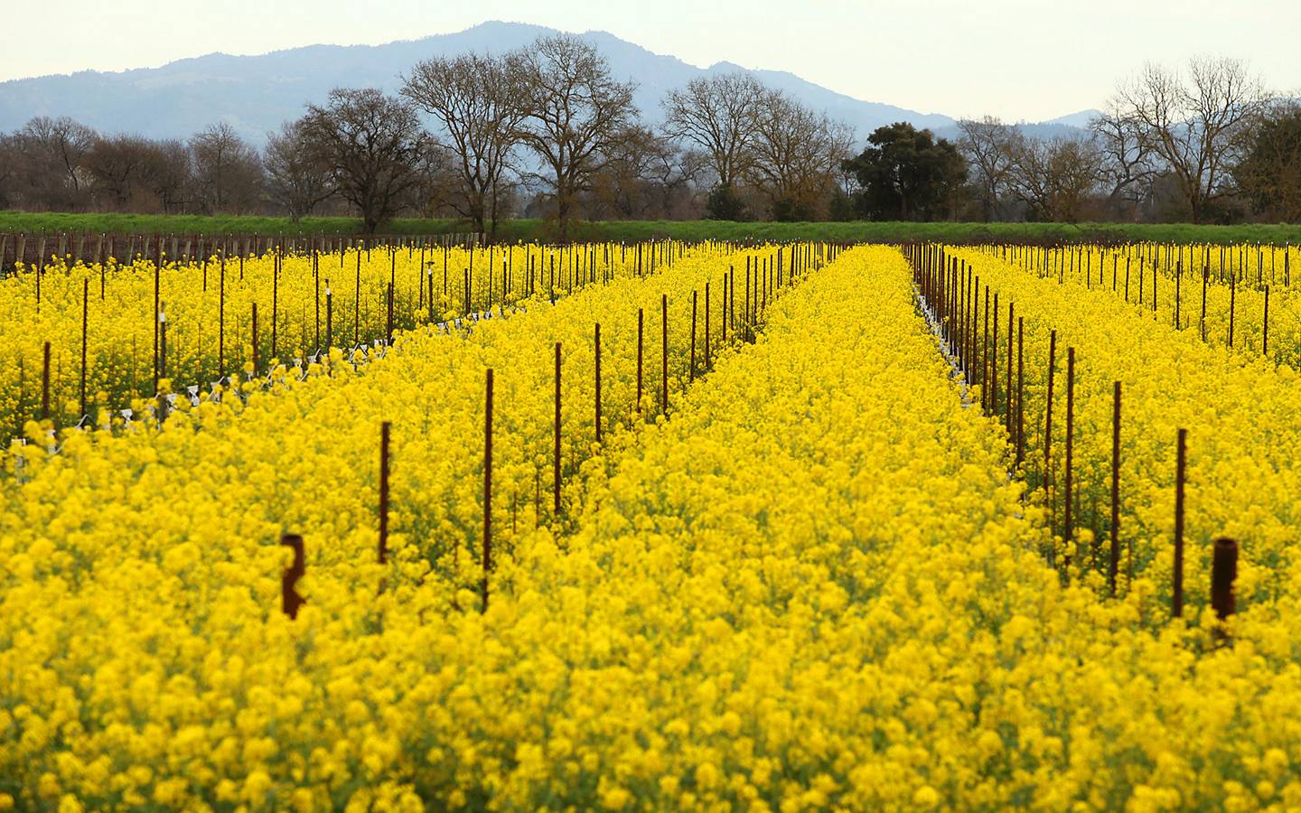 Field Mustard