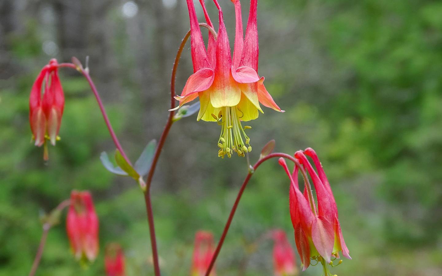 Wild Columbine