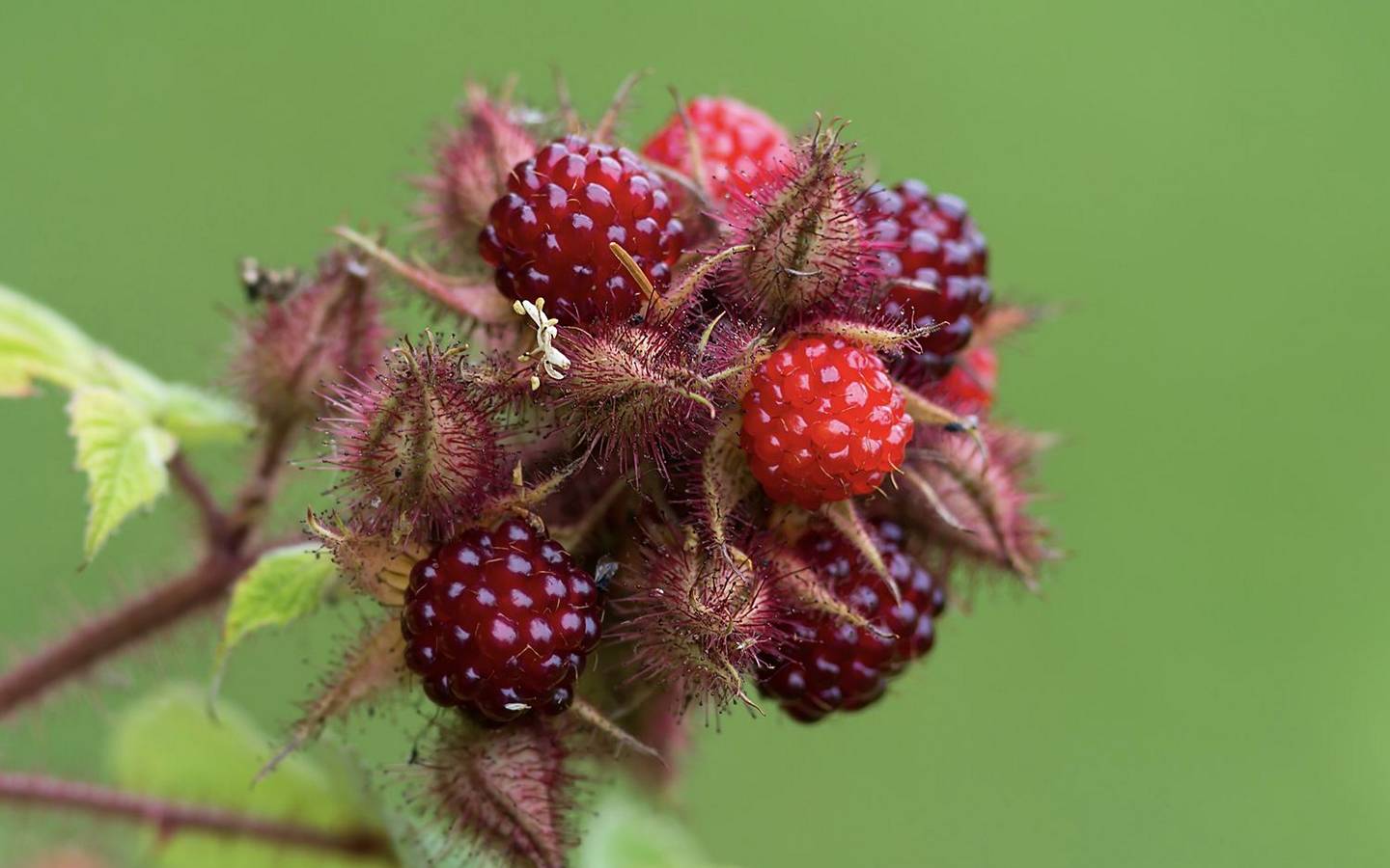 Wineberry